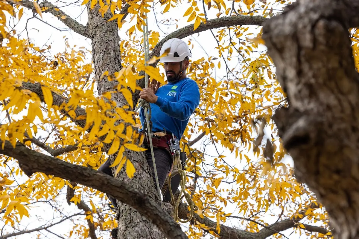 Skilled Tree Pruning crew working in Steele