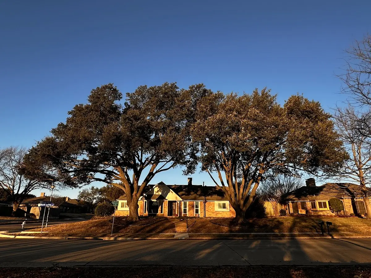 Established residential canopy tree shading a home in Steele
